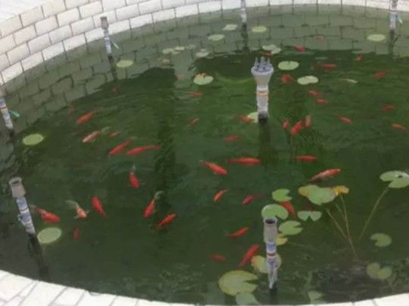 日照魚池水處理水凈化水循環設備
