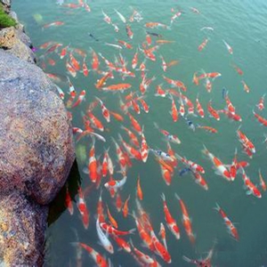 全自動魚池凈化系統