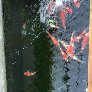 全自動魚池凈化系統