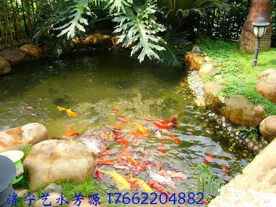 露天觀賞魚池里的水發綠了怎么能讓它變清澈?