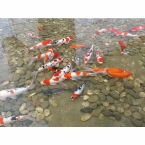全自動循環水設備